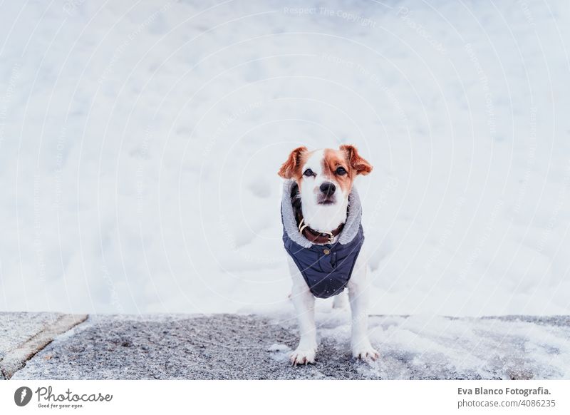 portrait outdoors of a beautiful jack russell dog at the snow. winter season cute small sunny mountain coat cold frosty wintery game wearing purebred running