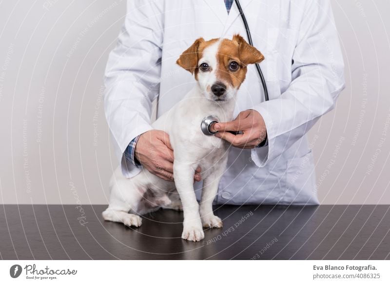 young veterinarian man examining a cute small dog by using stethoscope, isolated on white background. Indoors medicine owner male clinic happiness analysis