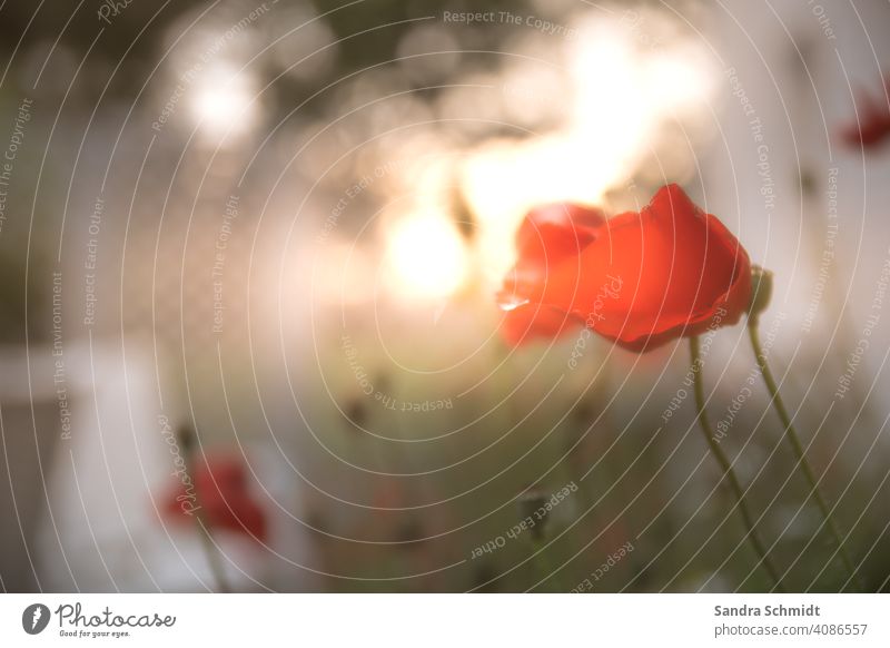 poppy flower Poppy Poppy blossom poppies Poppy Field blurred background Sun Sunlight sunbeam Red Green White Summer Summery Summer vacation romantic