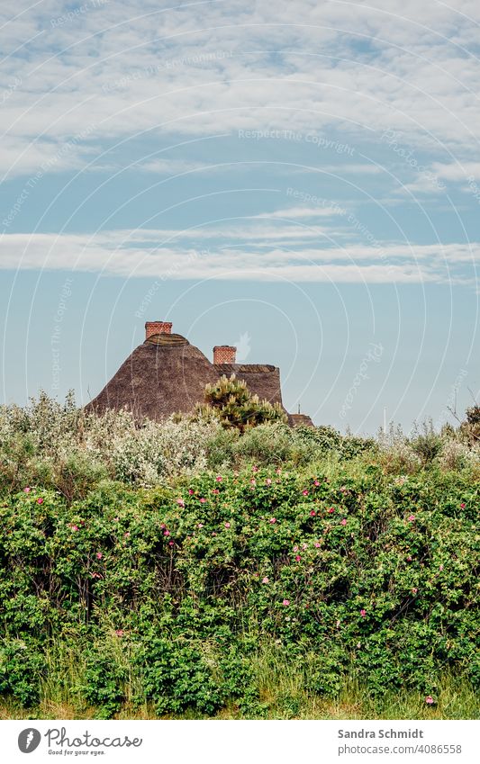 roof peak in front of hedge Roof roofs Reet roof thatched roofs reed Chimney chimneys brick bush Hedge rose hedge Sky Wisp of cloud White Blue light blue