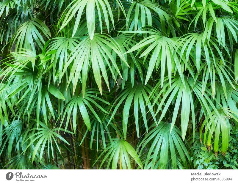 Picture of green leaves, nature background. forest leaf jungle plant environment natural tropical rain forest photo
