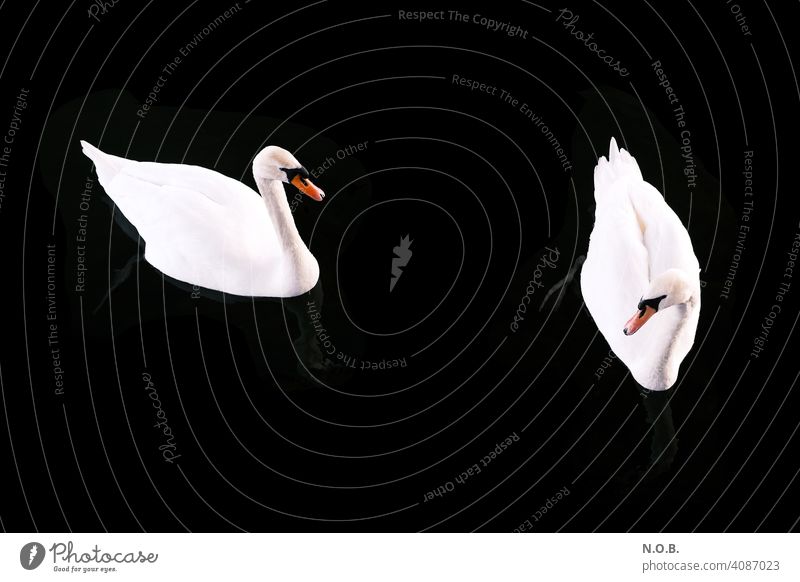 Two swans on black background Swan Black Contrast Rich in contrast Affection couple Couple Nature Exterior shot White Love Animal Romance Colour photo Together