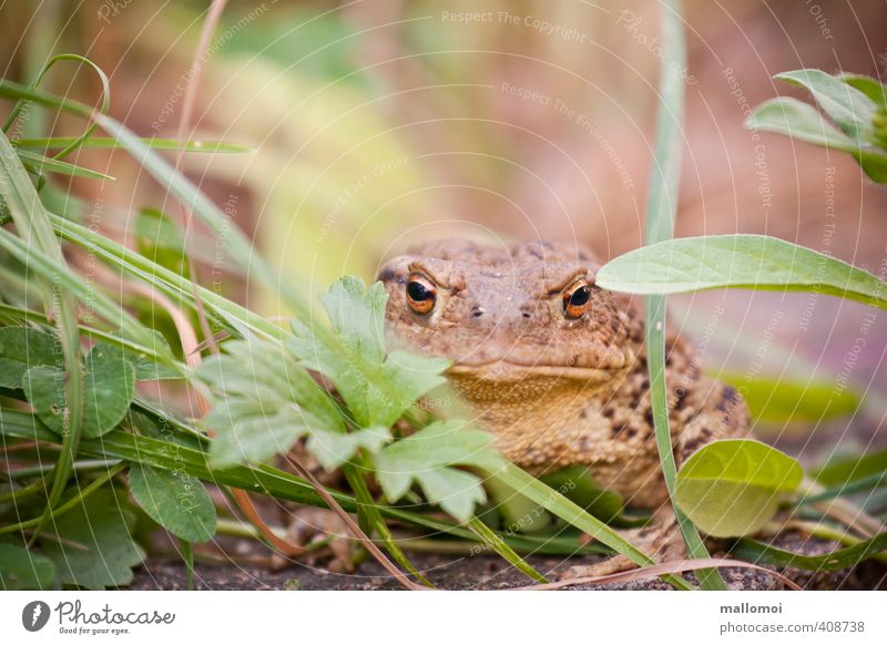 Toad in the grass Environment Nature Animal Wild animal Animal face Observe Painted frog Hide Camouflage Eyes Skin Sit Wait Jinxed Prince Charming Fairy tale