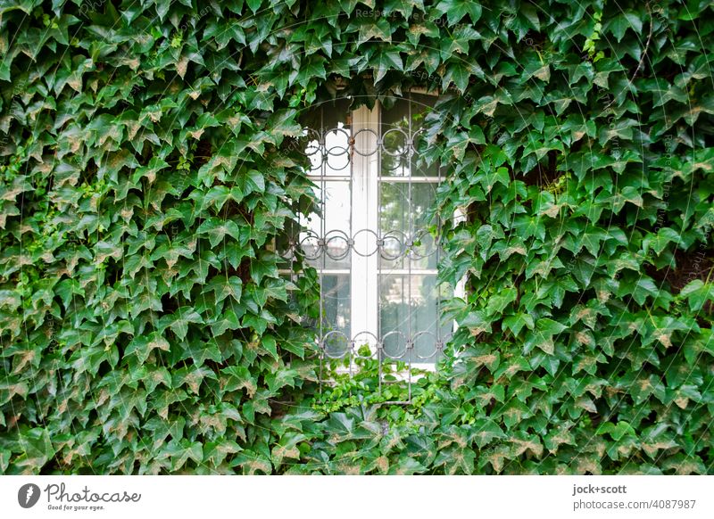 White window covered with green ivy Ivy Facade Growth Wall (building) Green Overgrown Tendril Creeper Nature Window Frame Trimmed Decoration leaves