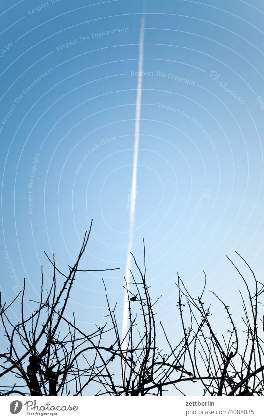 Contrails behind the apple tree Sky clear Garden allotment Garden plot garden colony schrebergarten colony Garden allotments Bird songbird Sit Tree Branch Twig