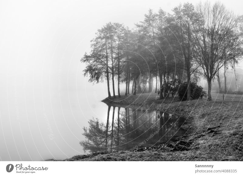 Reflection of the trees in the lake Moody Ambience atmospheric reflection Reflection in the water Black & white photo black-and-white Fog Morning Nature