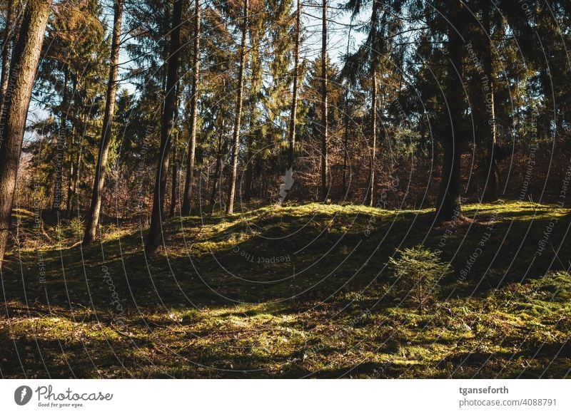 Light in the forest Forest Moss Exterior shot Colour photo Environment Tree Green Day Deserted Woodground Sunlight Landscape Growth Winter Autumn naturally Calm