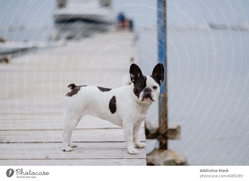 Cute dog on pier near sea beach french bulldog looking at camera water pet waves canine friend gray dull moody shore coast ocean puppy domestic purebred