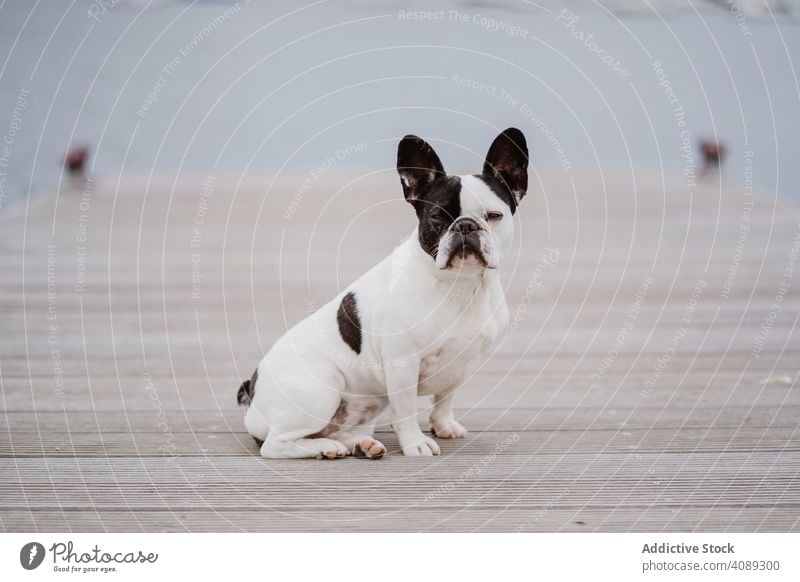 Cute dog on pier near sea sitting beach french bulldog looking at camera water pet waves canine friend gray dull moody shore coast ocean puppy domestic purebred