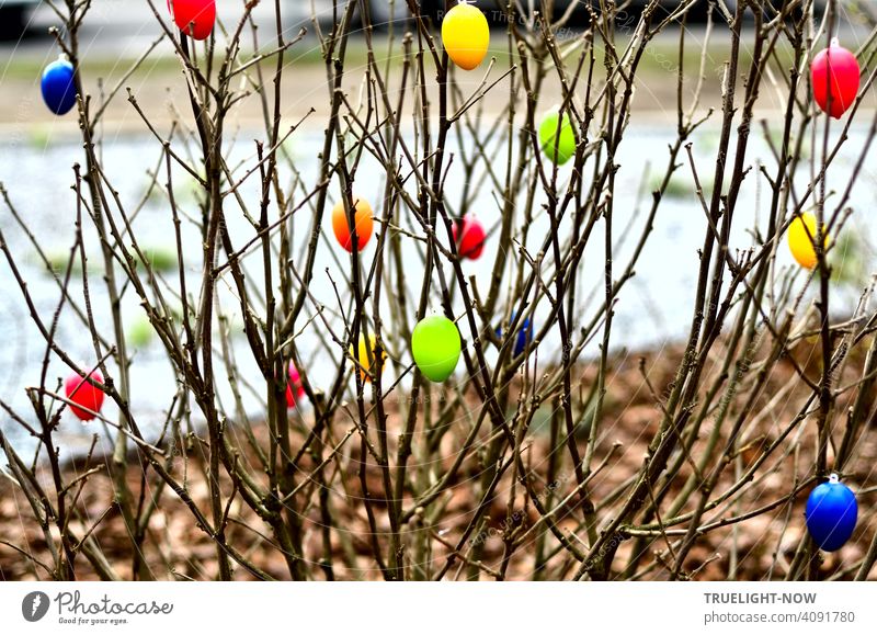 Suddenly a freshly planted shrub by the road is decorated with colorful Easter eggs, which makes a cheerful impression especially in the sunshine Nature
