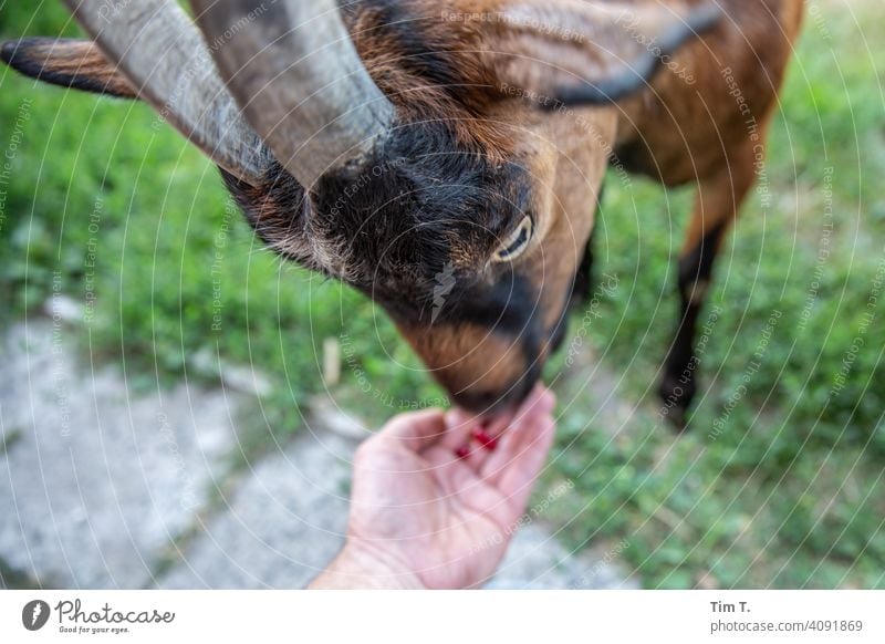 a goat feeds from my hand Goats Farm snotty Animal Exterior shot Farm animal Deserted Day Colour photo Pet Animal portrait 1 Hand Eyes Feed Copy Space left