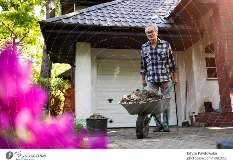 Senior man pushing wheelbarrow while working in his yard senior elderly grandfather old pensioner retired retirement aged mature home house male people