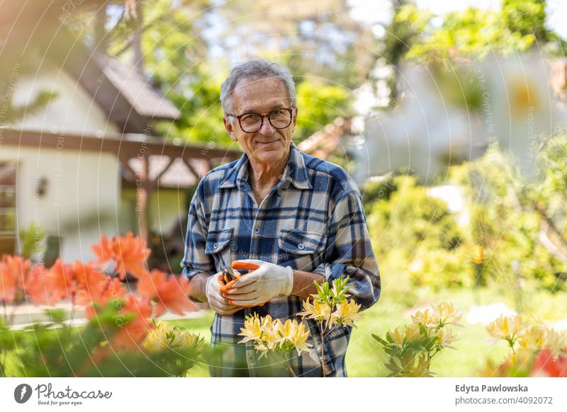 Mature man working in the garden senior elderly grandfather old pensioner retired retirement aged mature home house male people lifestyle domestic life