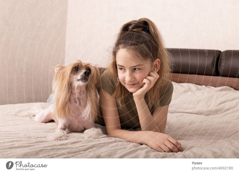 Beautiful smiling caucasian girl is laying on a bed with her cute dog pet. Chinese crested, hairless puppy, family friend, indoor activity, portrait. Front view.