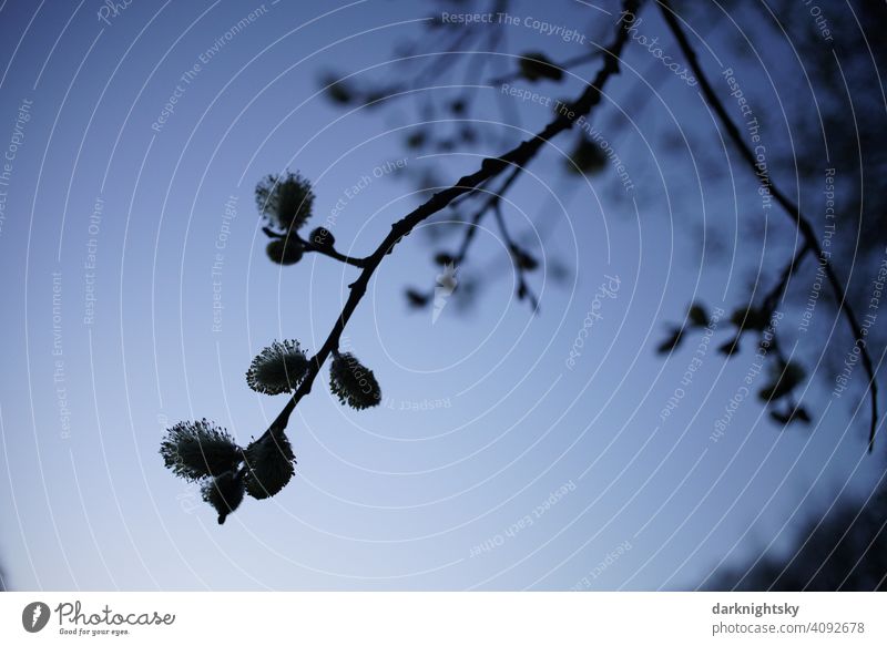 Blossoms of the willow in the backlight with evening mood at the blue hour Willow tree salix Broken willow Honey flora Spring Back-light atmospheric Tree Plant