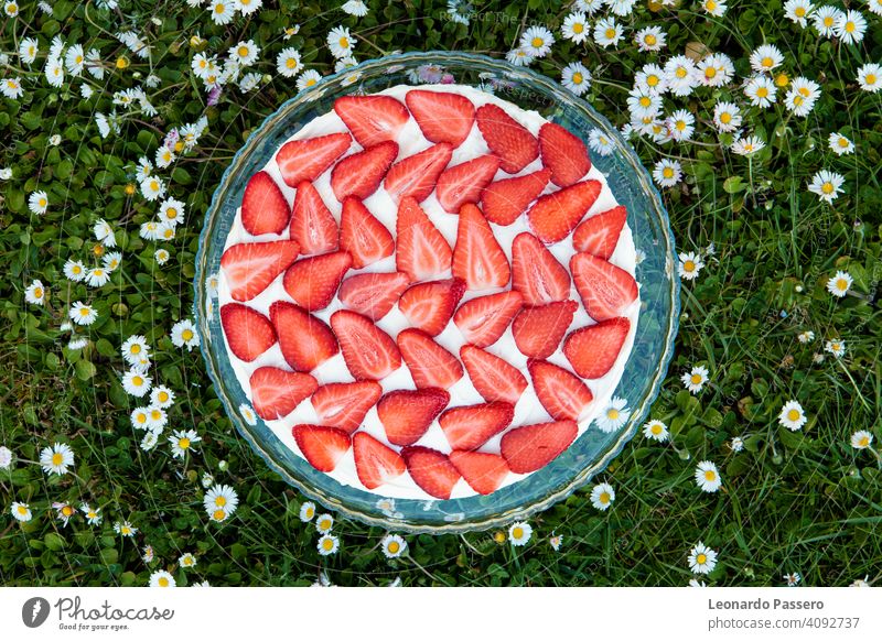 Strawberries tiramisu on a field of daisies in spring Strawberry strawberries strawberries fruits Cake Spring Spring flower Daisy daisy flowers Green Red White