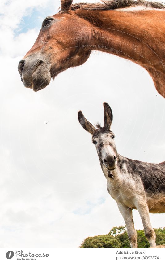 from below view of crop brown horse head and donkey in a cloudy background beautiful ranch sunlight nature chestnut pasture fauna crest companion idyllic blond