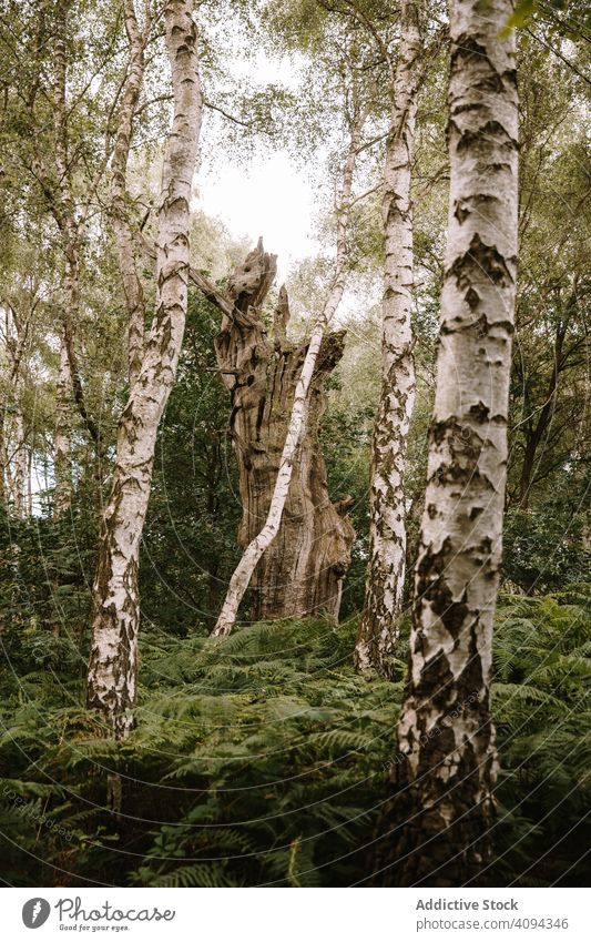 High trees in summer forest trunk woods pucks glen nature environment tourism travel destination vacation plant wilderness foliage bush growth scenery green