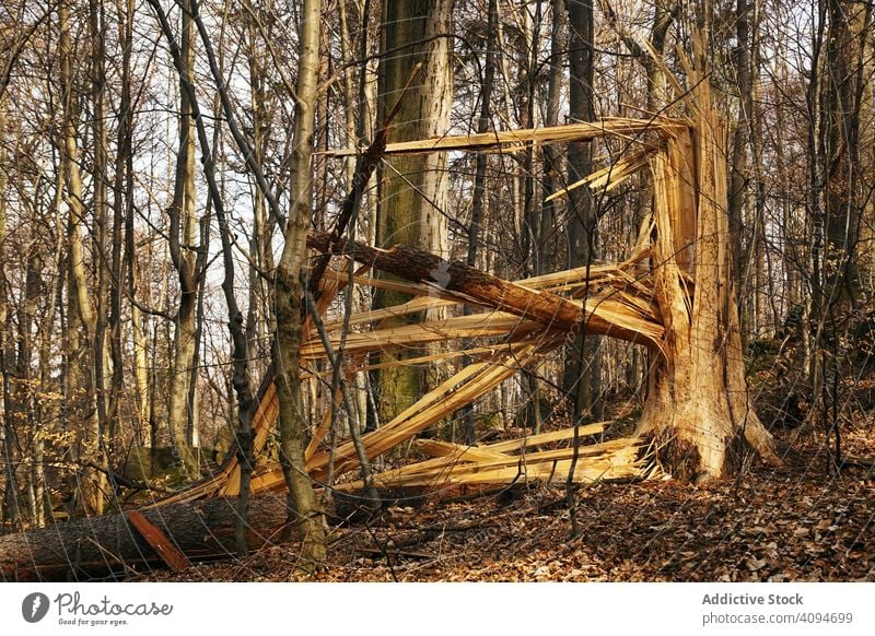 Sunny forest with broken old tree nature log landscape bare southern poland fallen autumn naked withered leaves dry trunk branch deciduous woods scenery