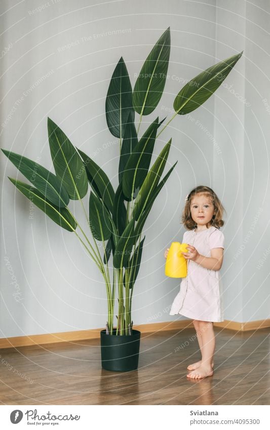 Little girl waters flowers at home, helps care for plants toddler child little kid cute watering can little florist happy holding domestic greenery