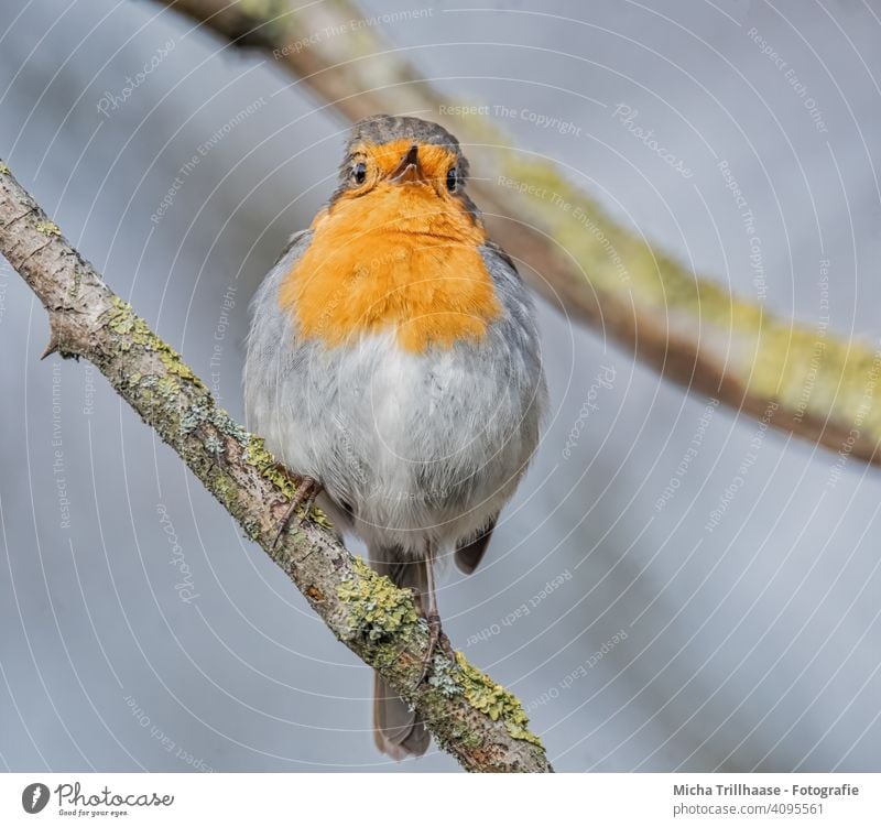 Robin portrait Robin redbreast Erithacus rubecula Animal face feathers plumage Beak Eyes Legs Grand piano Claw Twigs and branches Bird Wild bird Wild animal