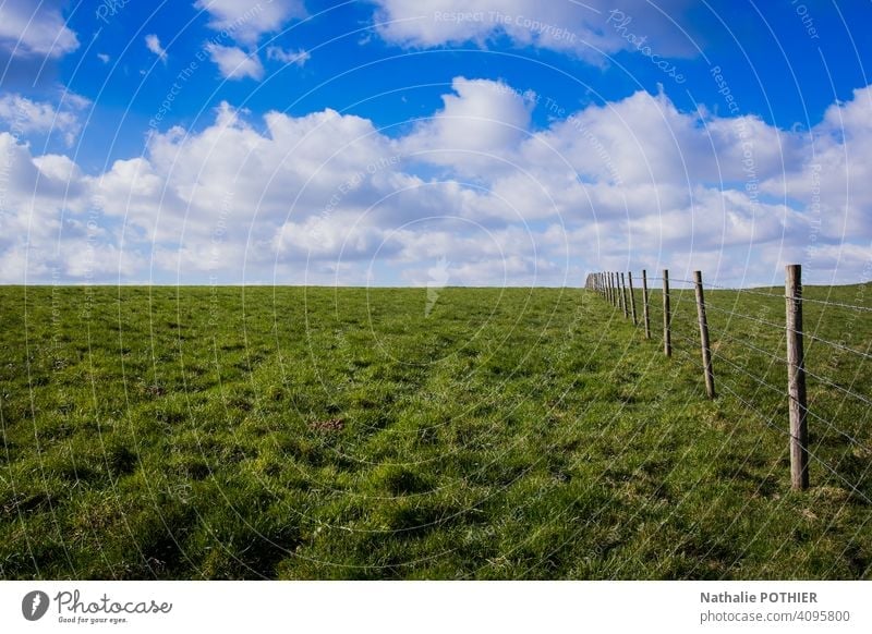 Meadow with fence and blue sky Summer Grass Clouds Landscape Blue Sky Fence Nature Green Exterior shot Beautiful weather Field Sunlight Environment Pasture Day