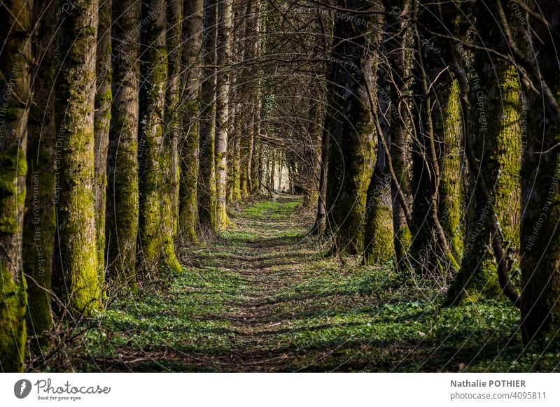 Path in the forest path Nature trees green Exterior shot Tree nature Forest Landscape Colour photo Plant Environment Deserted Green Shadow Day Sunlight Calm