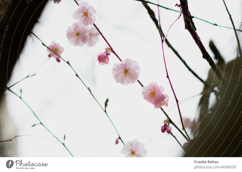 Delicate pink cherry blossoms - as if strung between two branches in front of bright sky Cherry blossom Pink Bright threaded Beaded Spring Blossom Nature pretty