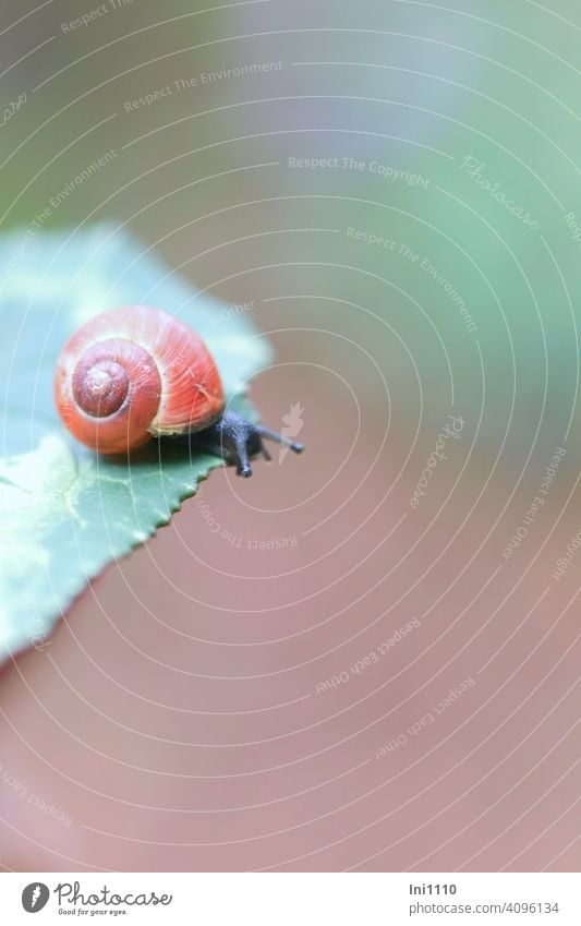Small snail with red shell sits on the edge of the leaf Snail shell Snail shell small Feeler eyes crawling animal Wild animal Garden housing worms young animal