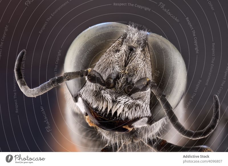 Flies head with big brown eyes on sides fly round macro convex animal wild nature predator exotic feather detail carnivore insect majestic strong bug