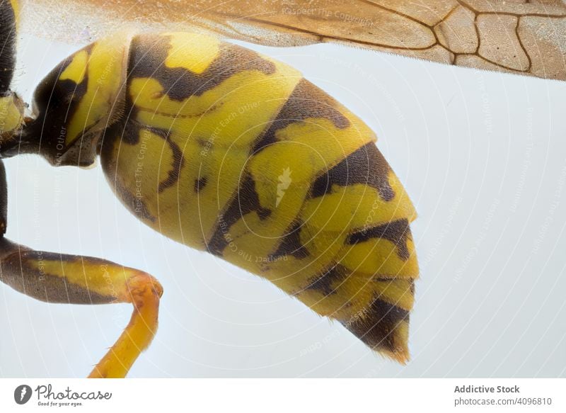 Closeup side view yellow flying wasp folding legs head eye macro nature insect detail magnification bug hairy parasite focus striped creature wild biology