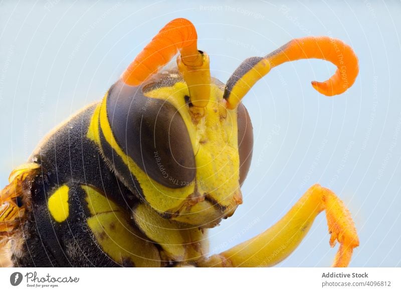 Yellow cute magnified wasp with orange antennae and dark eyes fly head macro nature insect detail magnification bug hairy parasite focus striped creature wild