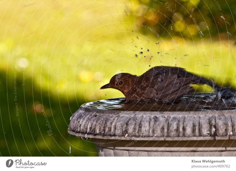 Female blackbird bathing in bird bath, Environment Nature Animal Water Drops of water Garden Meadow Wild animal Bird Blackbird Turdus merula 1