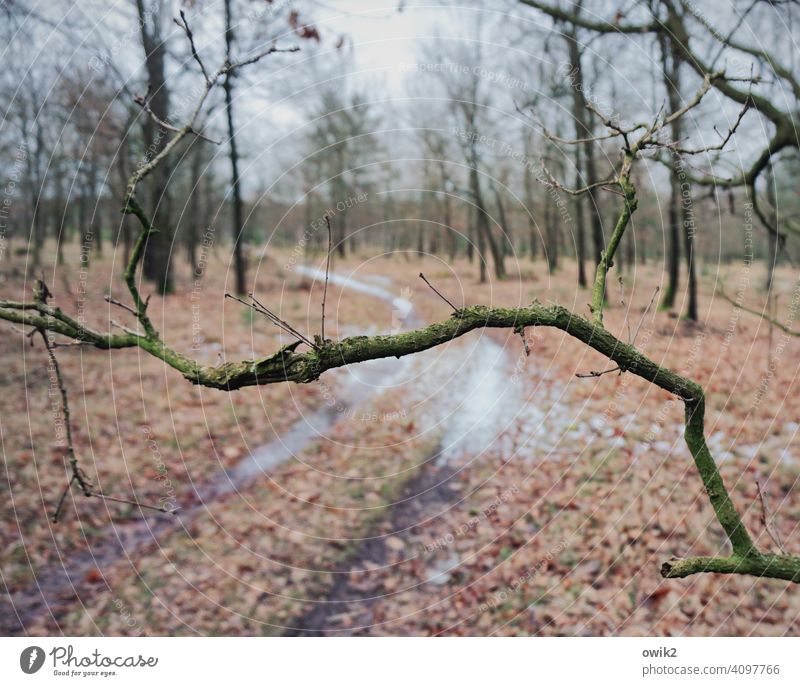 Wooden barrier Forest Tree Branch Twig cordon Control barrier gnarled tower off path foliage Winter Shallow depth of field Nature Plant Deserted Exterior shot