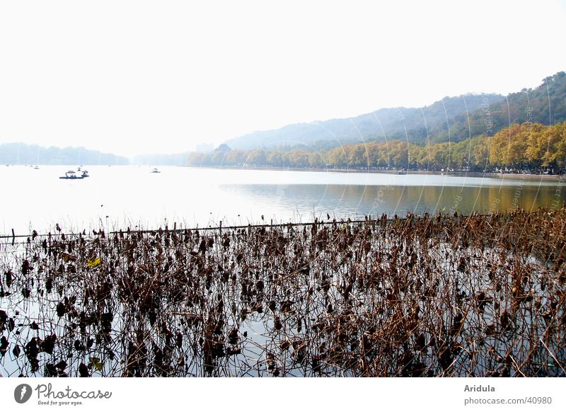 nature_03 Lake Hill Back-light China Forest Hangzhou Aquatic plant Asia Landscape Water Coast west-lake