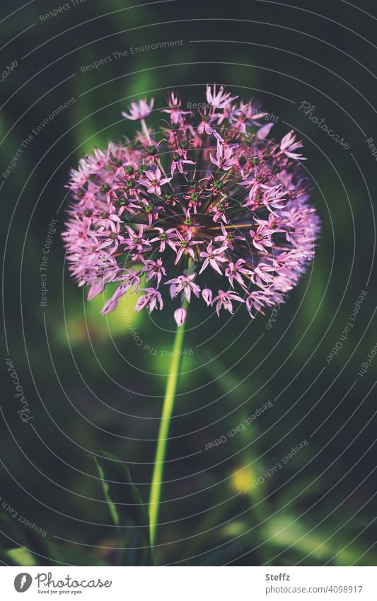 flowering chives in the peace of the garden Chives chive blossom allium heyday Allium schoenoprasum Spring Flowering spring awakening leek Leek vegetable
