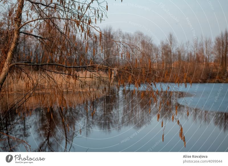 spring evening by a pond Water Pond Lake Tree Reflection Nature Water reflection Landscape Lakeside Calm Colour photo Sky Beautiful weather evening mood