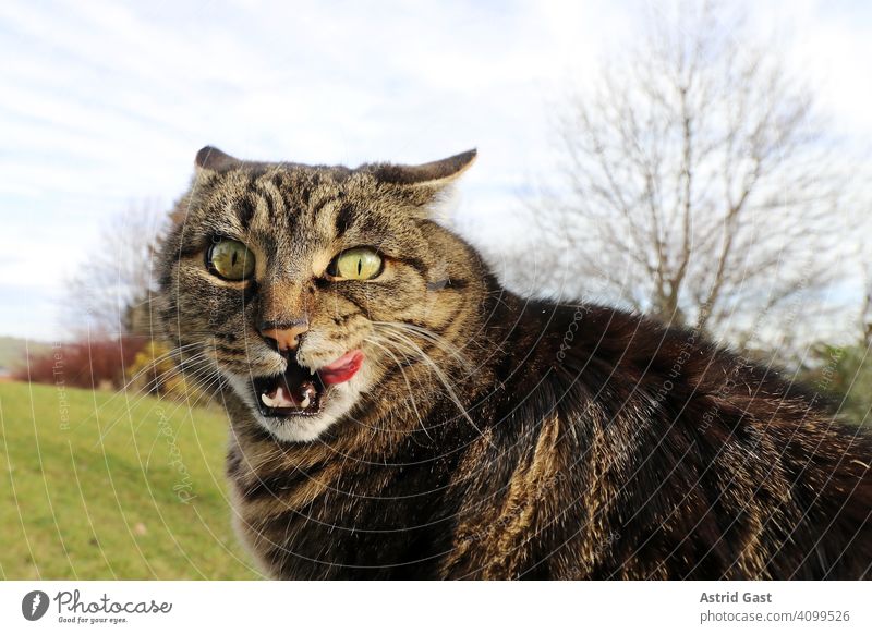 Funny photo with a cat licking his mouth and looking silly Cat lap Tongue Nose wittily Comical Small Fat fluffy Cute polish purge Coat care nurse fun rabid