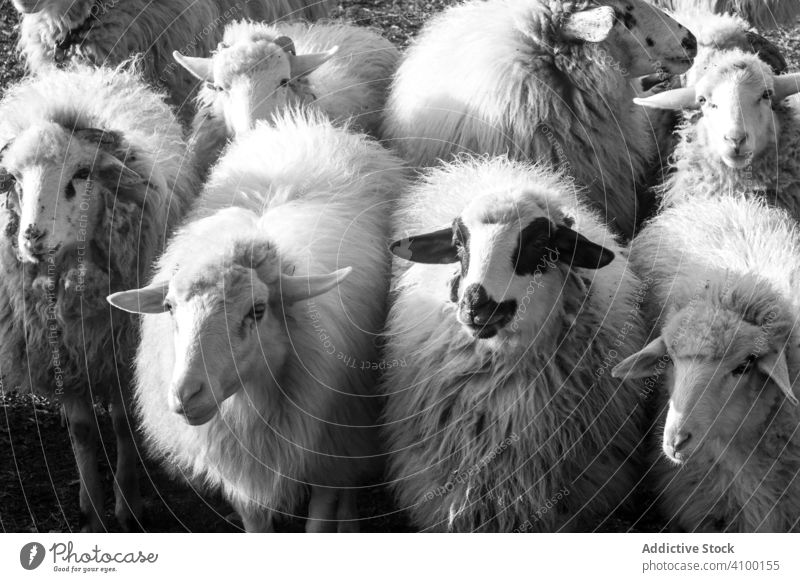 Flock of sheep in countryside flock wool walk farm rural agriculture pasture livestock lamb field herd animal group fluffy furry meadow mammal creature graze