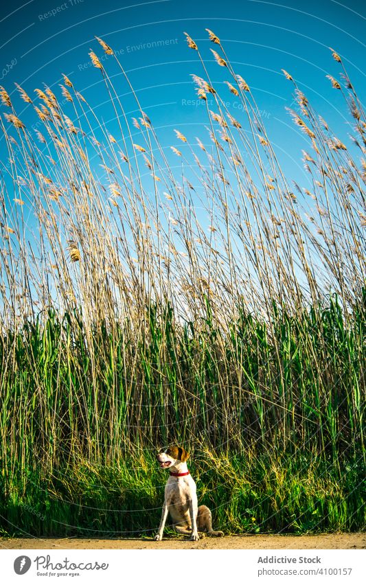 Funny dog near tall grass nature happy green sky cloudless pet puppy animal canine purebred pedigree summer crop countryside sunny daytime cheerful sit excited