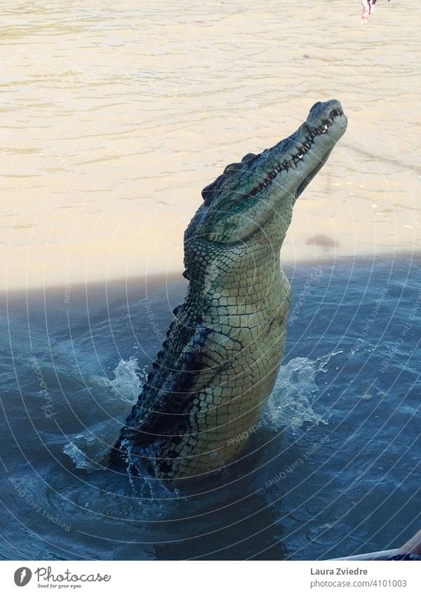 Jumping Crocodile, Australia Jumping crocodile Crocodiles crocodile skin Crocodile in the water Adelaide river topend Reptiles Wild animal Threat Animal
