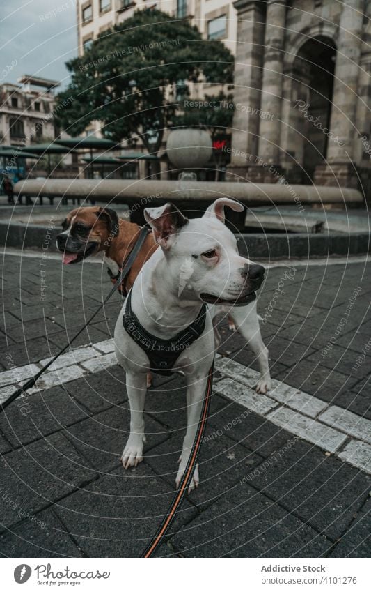Boxer dog walking with Staffordshire terrier in street boxer amstaff animal pet domestic strong serious fall lifestyle diverse together breed canine harness
