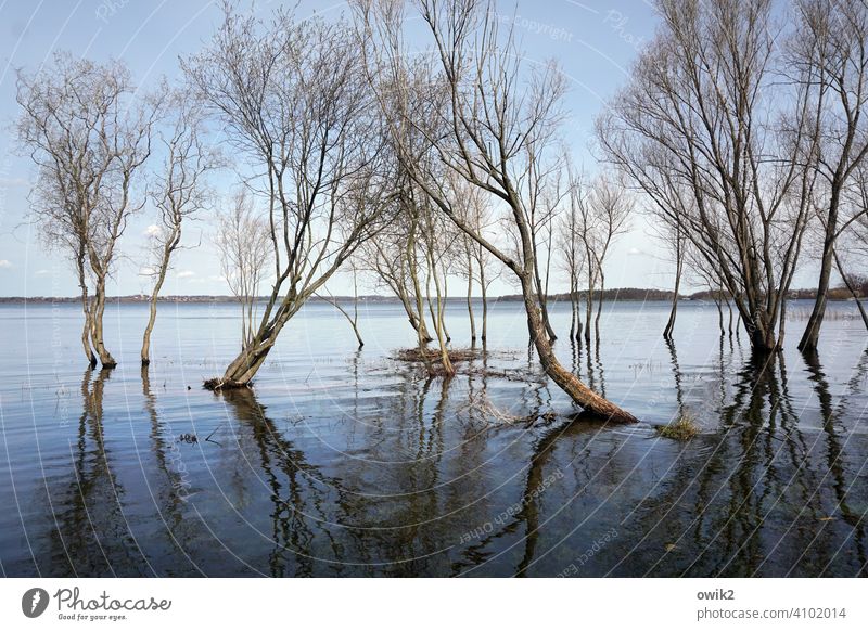 delta trees Water land under Deluge flooded High tide wet feet twigs branches Spring Surface of water Reflection in the water Sky Horizon Lakeside Reservoir