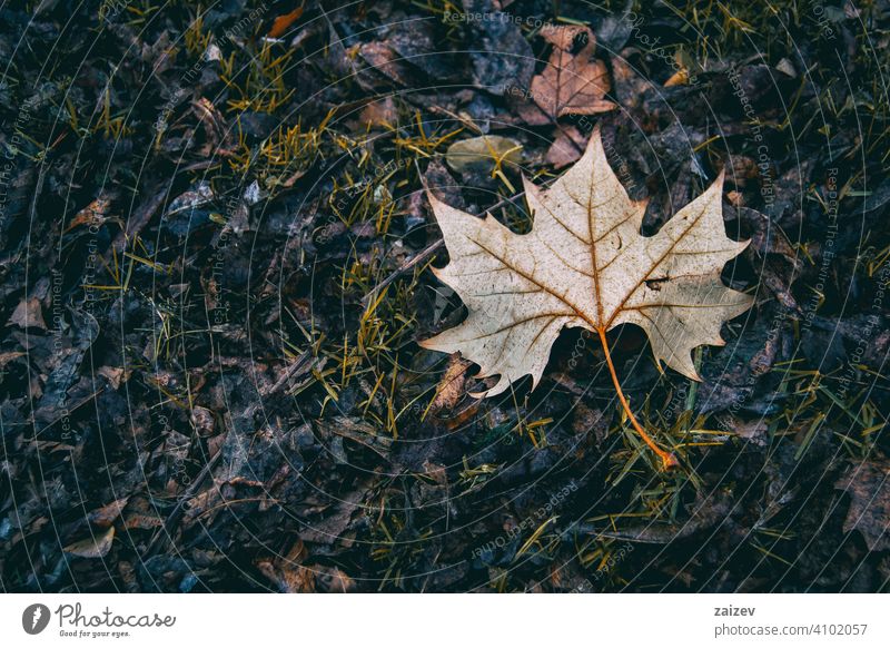 dry leaf fallen from a tree in autumn colours horizontal vein stationary gold leaving life shiny maple seasonal textured abstract isolated wet autumnal dead
