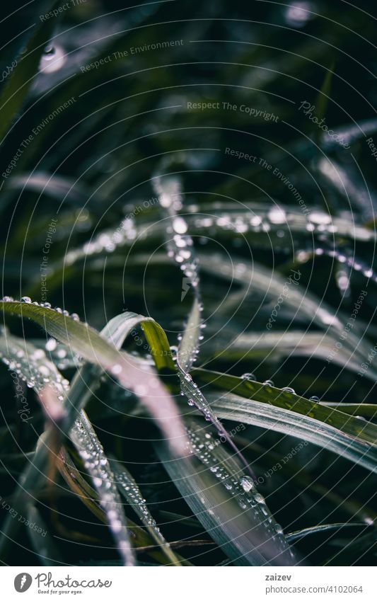 elongated grass blades with lots of dewdrops purity horizontal harmony peace simplicity copy-space splashing tranquility droplet shiny environmental life