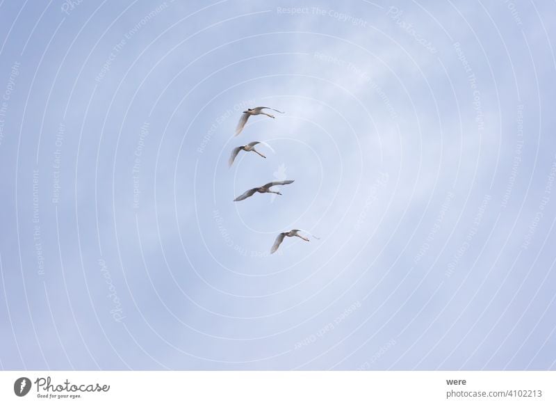 four young swans flying in formation in cloudy sky animal bird copy space elegant feathers landscape majestic mysterious nature noble powerful water animal