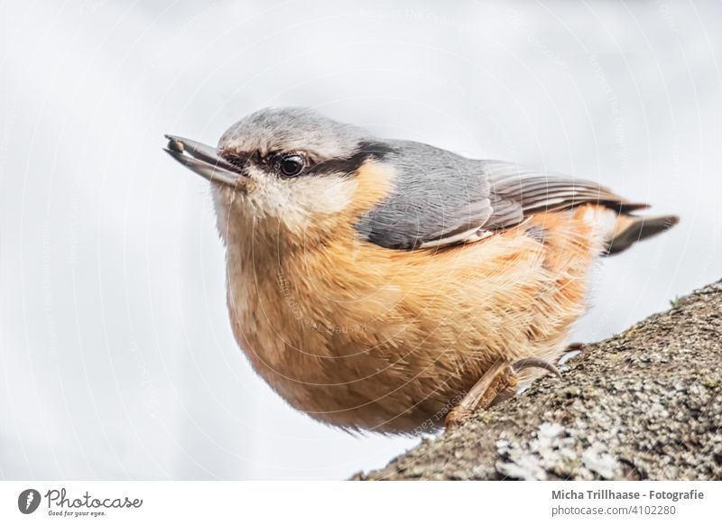Nuthatch with a grain in its beak Eurasian nuthatch Sitta Europaea Bird Animal face Head Beak Eyes Grand piano Feather Plumed Claw Looking Observe Wild animal