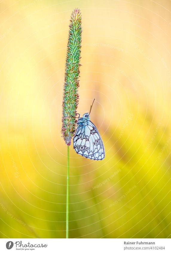 A butterfly ( Melanargia galathea ) sits on a blade of grass ( Phleum pratense ) on a sunny meadow Butterfly butterflies Chessboard Meadow bluegrass