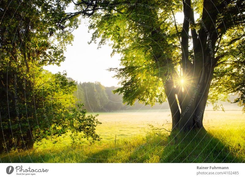 A landscape at sunrise north of Berlin. Through the branches of a beech shines the rising sun. Sunrise Sunbeam Spring Beech tree Green Deserted Meadow Forest