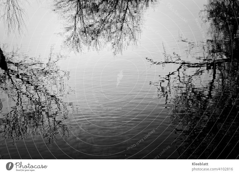 Black and white shot of bare tree tops reflected in the water Tree tops Bald, Reflection, Water, Nature Reflection in the water Sky Deserted Lake reflection